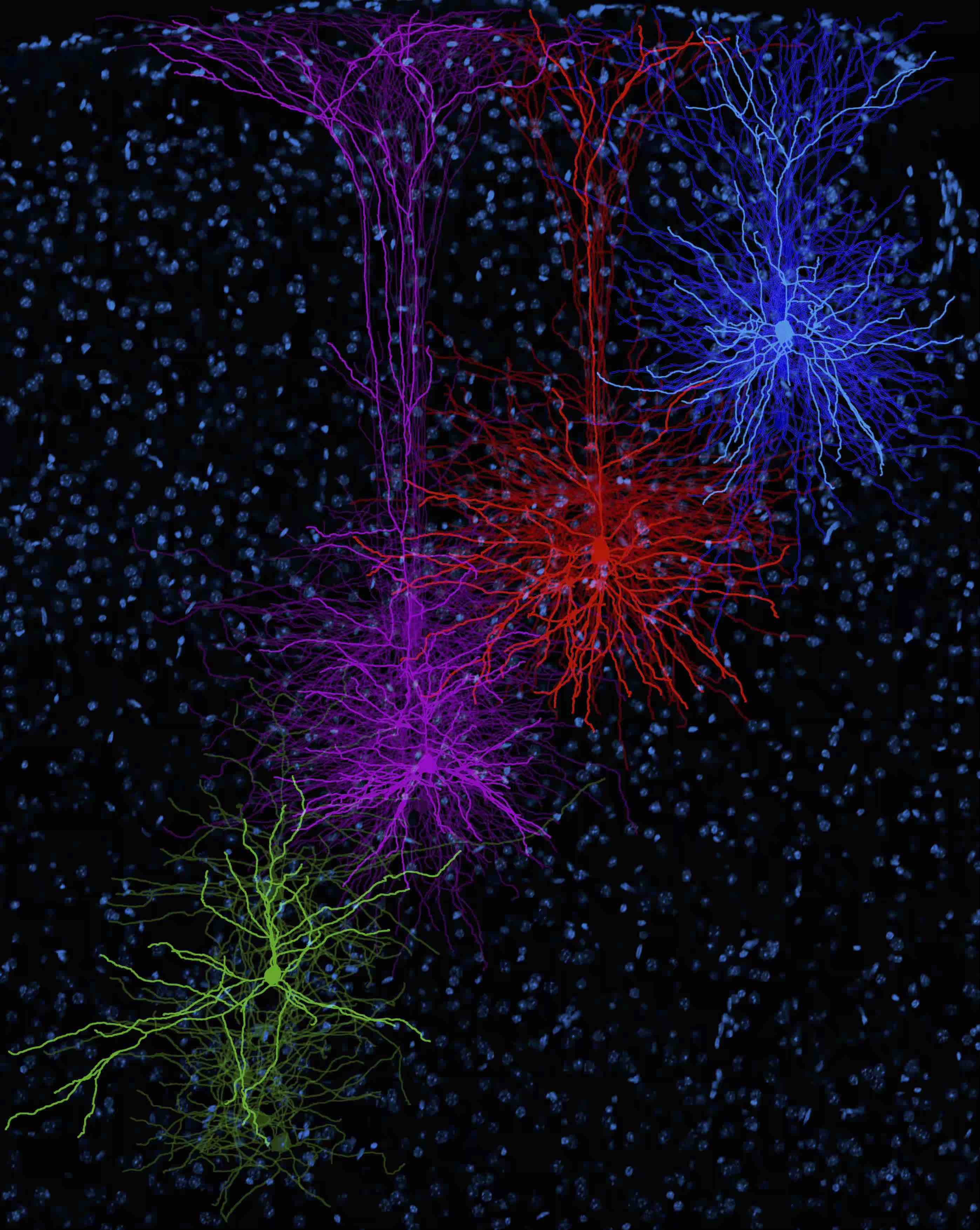 Apply To UTSA Neuro PhD apply-to-utsa-neuro-phd